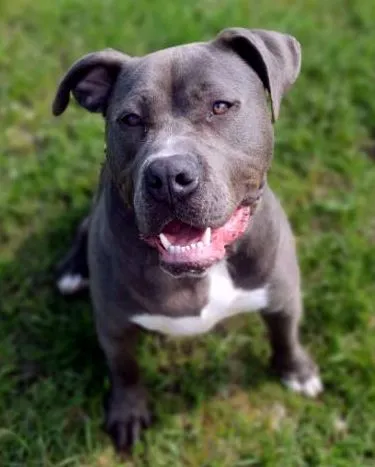 Hund aus Tierheim, Marty | Staffordshire Mix Männlich