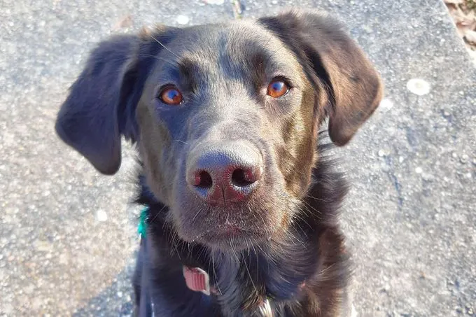 Dog from shelter, Clara | Labrador Retriever Mix Female