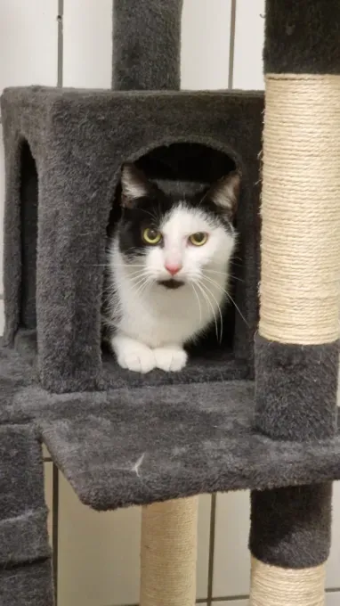 Cat from shelter, Kniesel | Schwarz Weiß Ehk Male