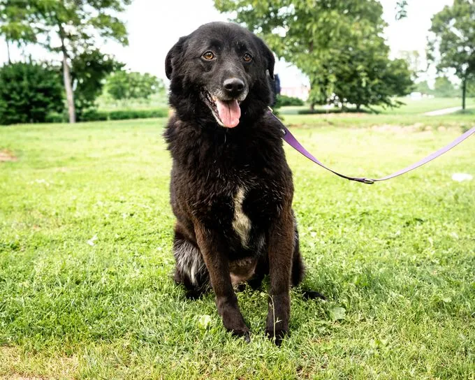 Smilla - mischling zur Adoption