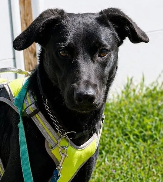 Zora - labrador-mix zur Adoption