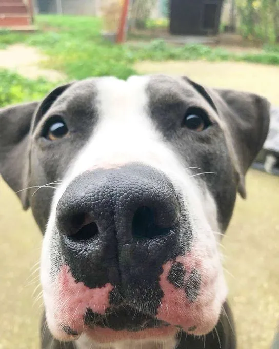 Dog from shelter, Paco | Staffordshire Mix Male