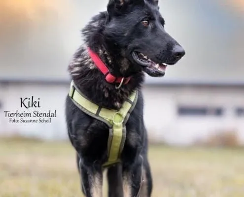Dog from shelter, Kiki | Schäferhündin Female