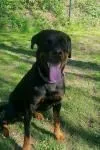 Dog from shelter, Luna | Schwarz Loh Rottweiler Female