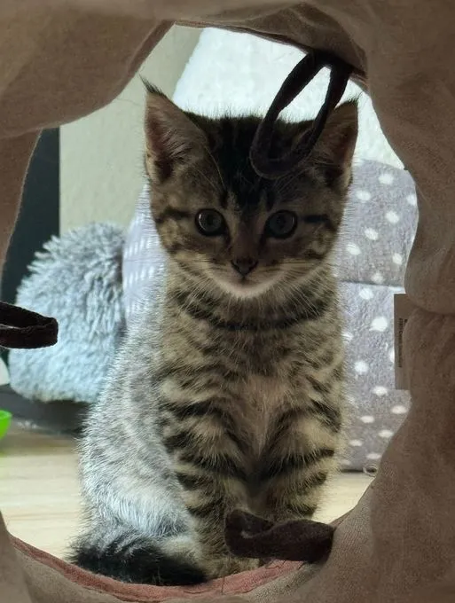 Milo - ekh zur Adoption
