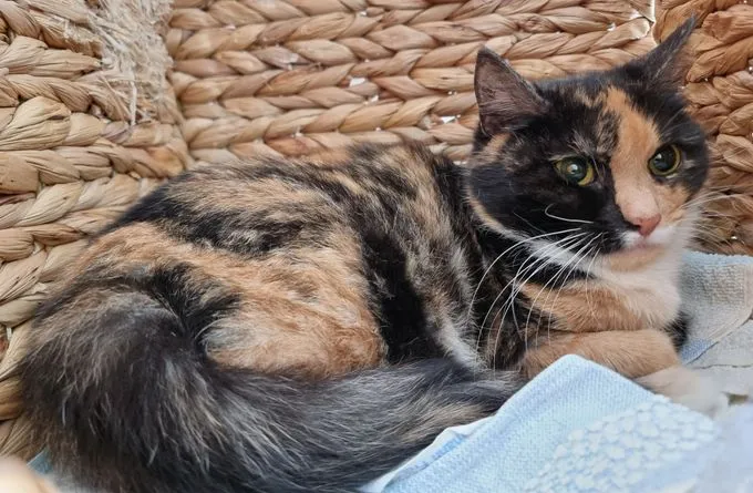 Summer - ekh zur Adoption