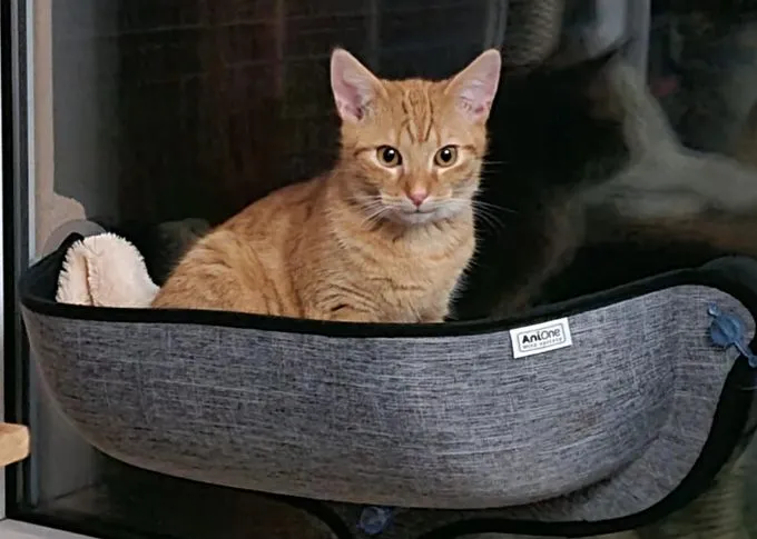 Cat from shelter, Kumal Der Kämpfer | Rot Weiß Ekh Male