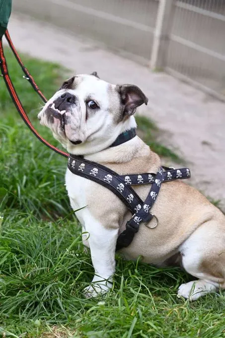 Dog from shelter, Semmel | Englische Bulldogge Female