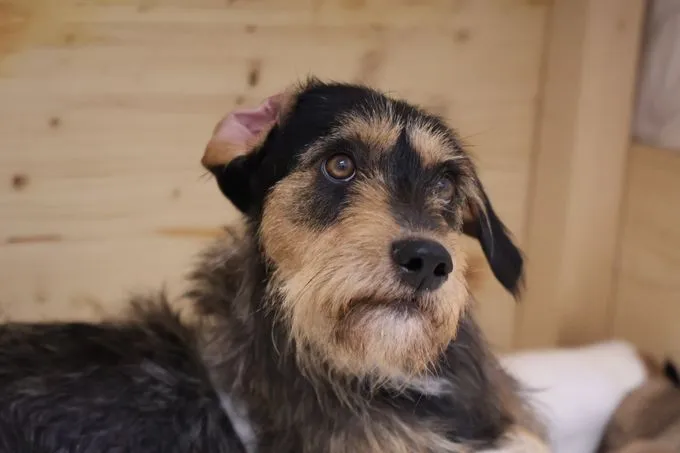 Dog from shelter, Nayla | Beige Braun Schwarz Mischling Female