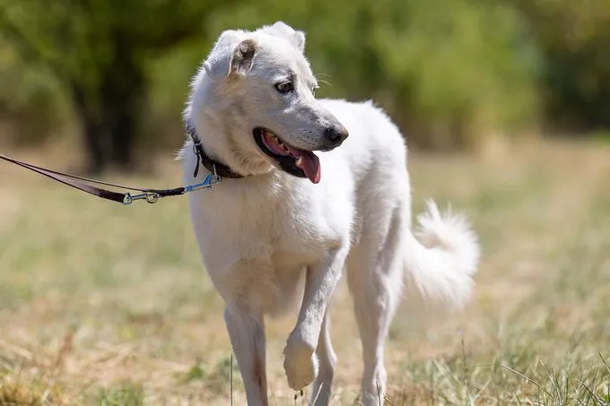 Dog from shelter, Arion | Weiß Arion Male
