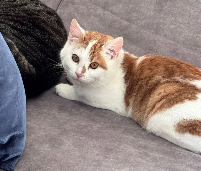 Roberto - Europäisch Kurzhaar zur Adoption