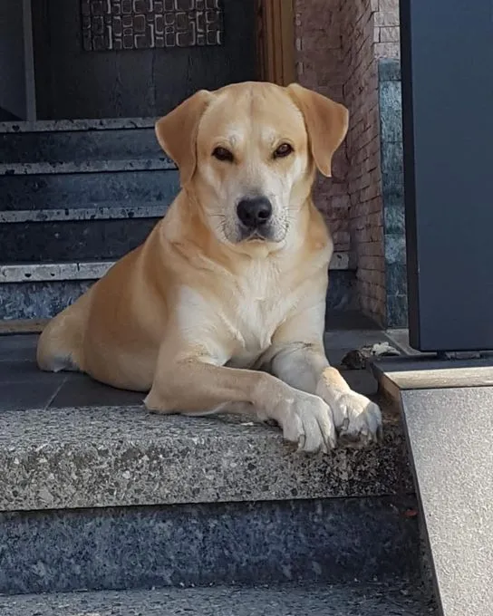 Dog from shelter, Quincy | Labrador Mix Male