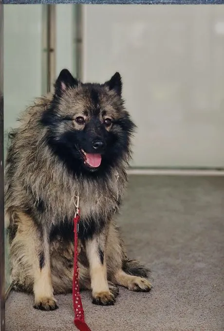 Hund aus Tierheim, Twix | Wolfsspitz Männlich