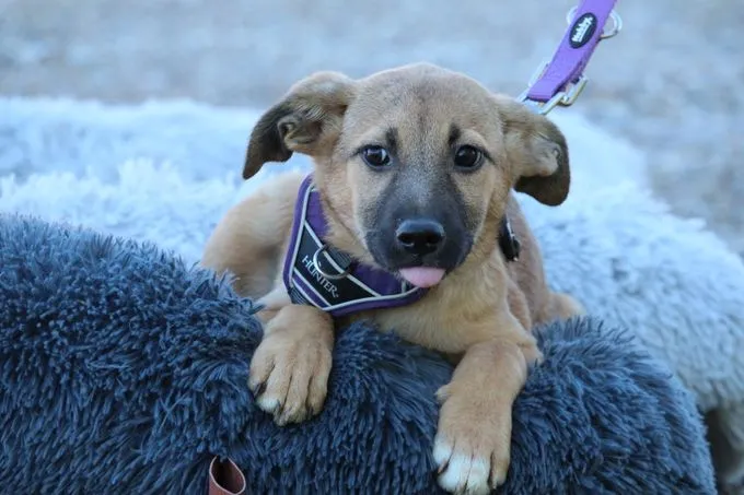 Kasina - Mischling zur Adoption