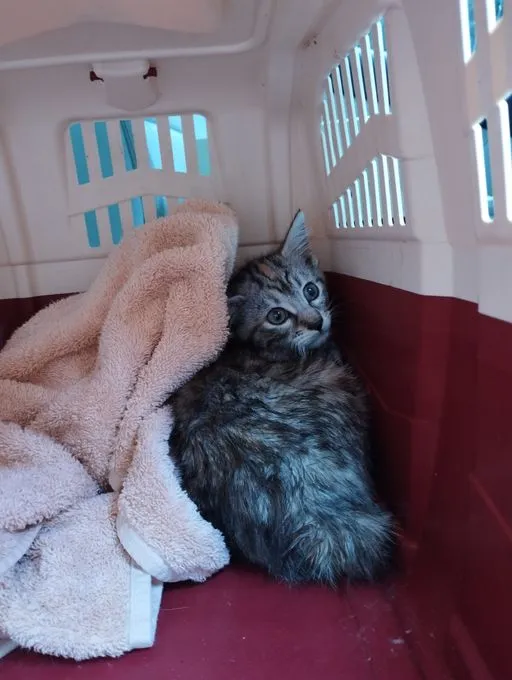 Katze aus Tierheim, Maxi | Ekh Weiblich