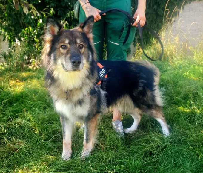 Hund aus Tierheim, Jon Boy | Schäferhund Mix Männlich