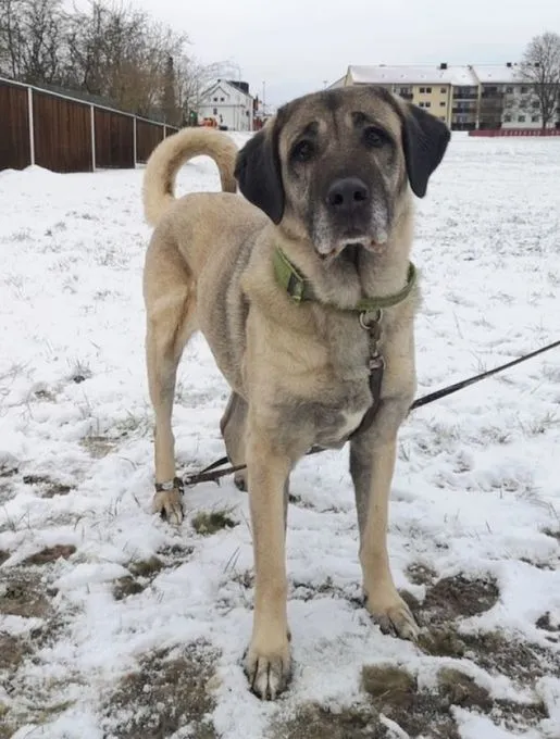 Hund aus Tierheim, Naz | Beige Kangal Weiblich