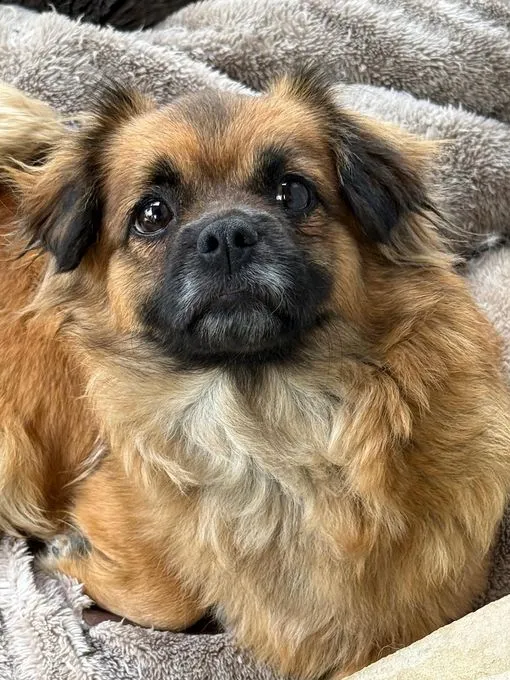 Honey - mischling zur Adoption