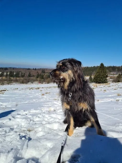 Ilvy - Mischling zur Adoption