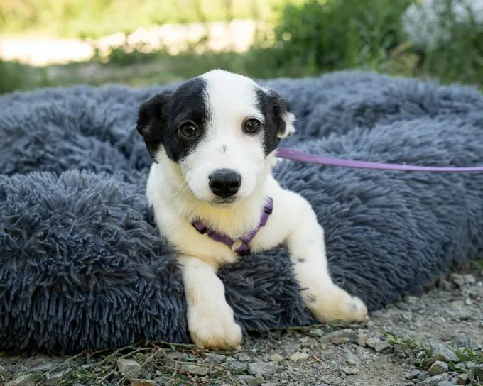Cocina - mischling zur Adoption