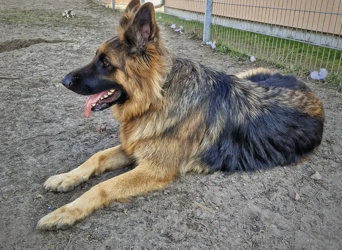 Dog from shelter, Beki | Schwarz Weiß Schäferhund Male