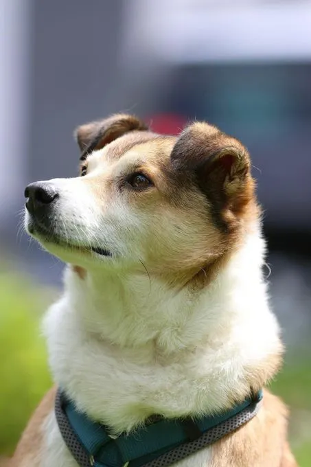 Berny - mischling zur Adoption