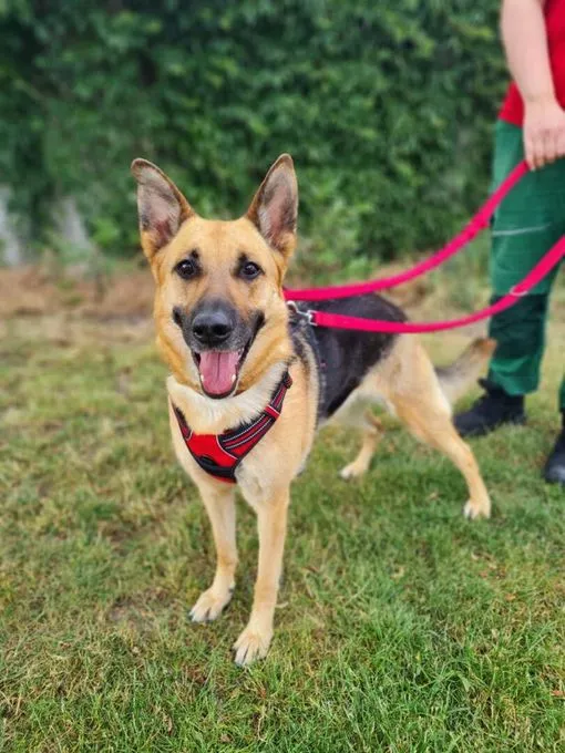 Hund aus Tierheim, Laila | Schäferhund Mix Weiblich