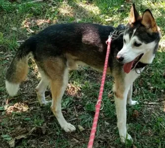 Dog from shelter, Muski | Husky Mischling Male