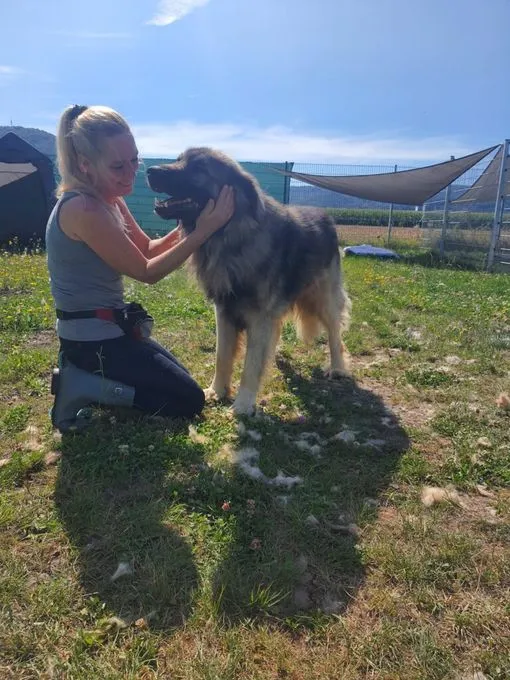 Hund aus Tierheim, Kooper | Grau Schwarz Sarplaninac Mix Männlich