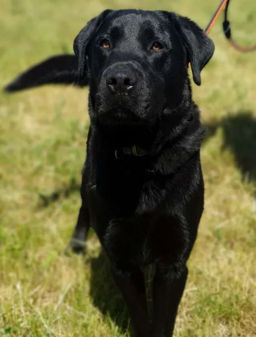 Dog from shelter, Bimbam | Labrador Mix Male