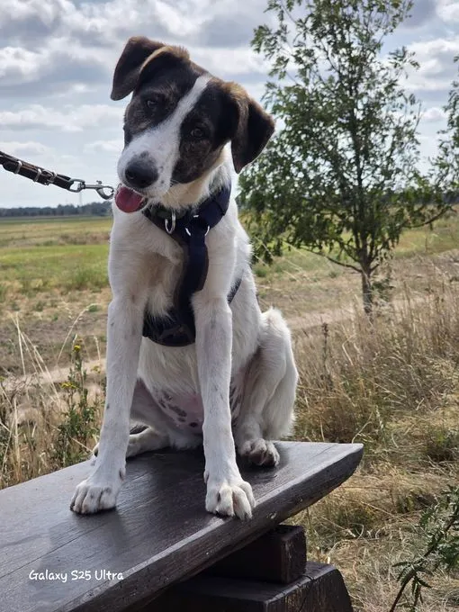 Mona - Mischling zur Adoption