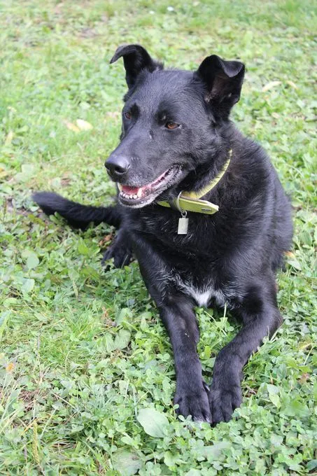 Dog from shelter, Merlin | Schwarz Mischling Male