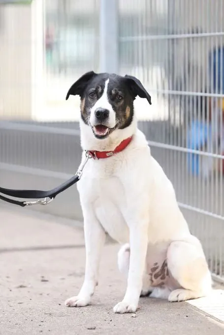 Hund aus Tierheim, Paul | Jagdhund Mix Männlich
