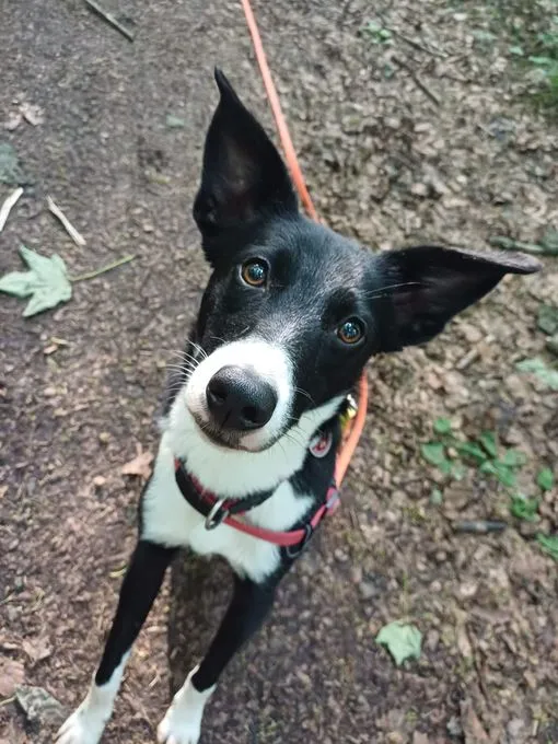 Lotte - mischling zur Adoption