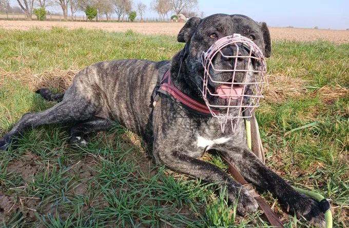 Mokka - mischling zur Adoption