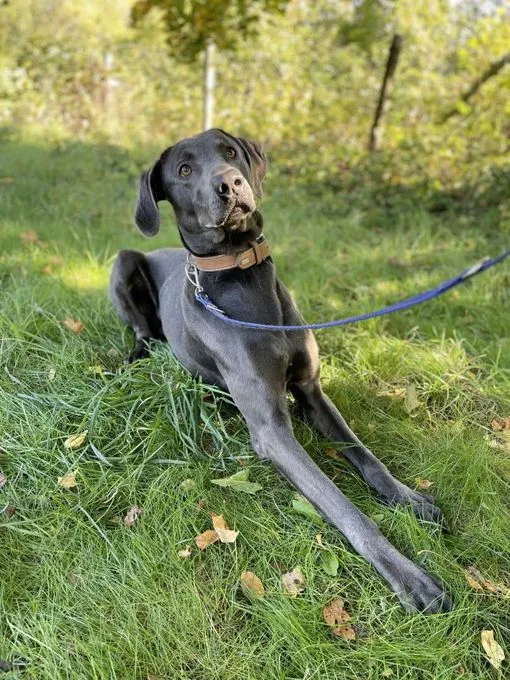 Dog from shelter, Marlo | Weimaraner Mix Male