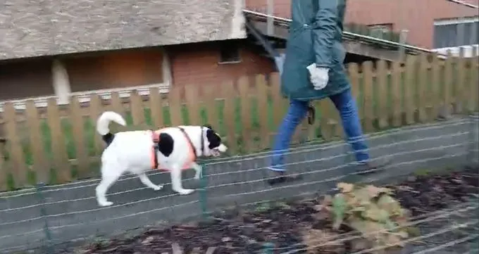 Dog from shelter, Paula | Weiß Mit Schwarz Jack Russell Terrier Female