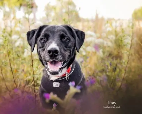 Dog from shelter, Timy | Labrador Mix Male