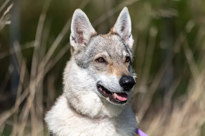 Kiki - mischling zur Adoption
