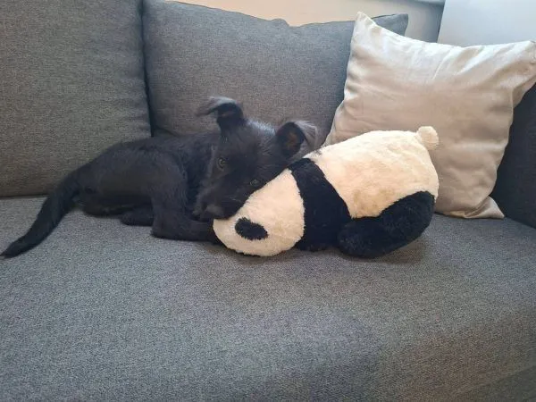 Moira - schnauzer-mix zur Adoption