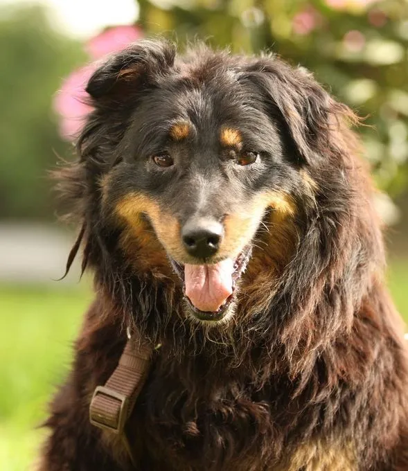 Holly - hovawart zur Adoption