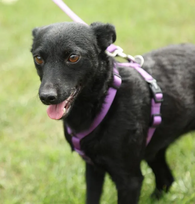 Sintia - Mischling zur Adoption