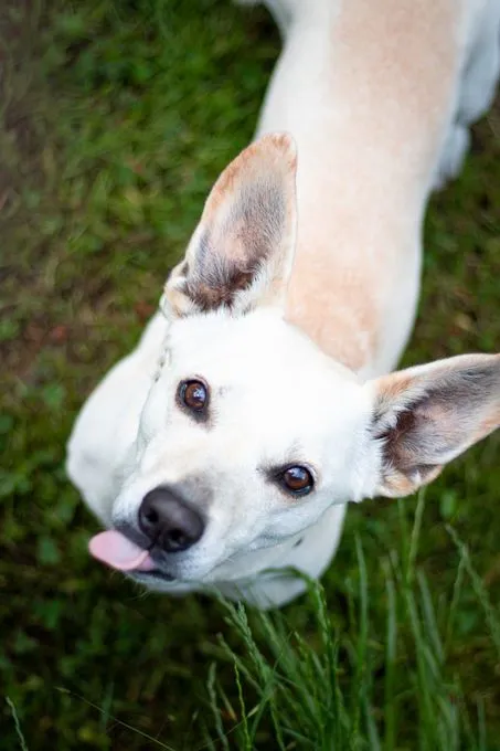 Lujzi - pinscher-mix zur Adoption