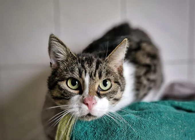 Moritz - EKH zur Adoption