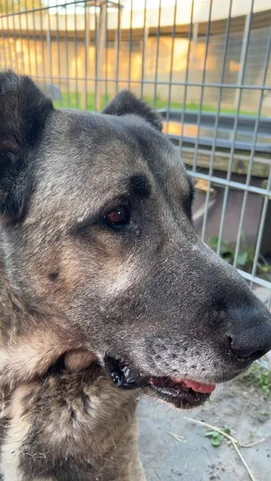 Hund aus Tierheim, Lee | Kangal Männlich