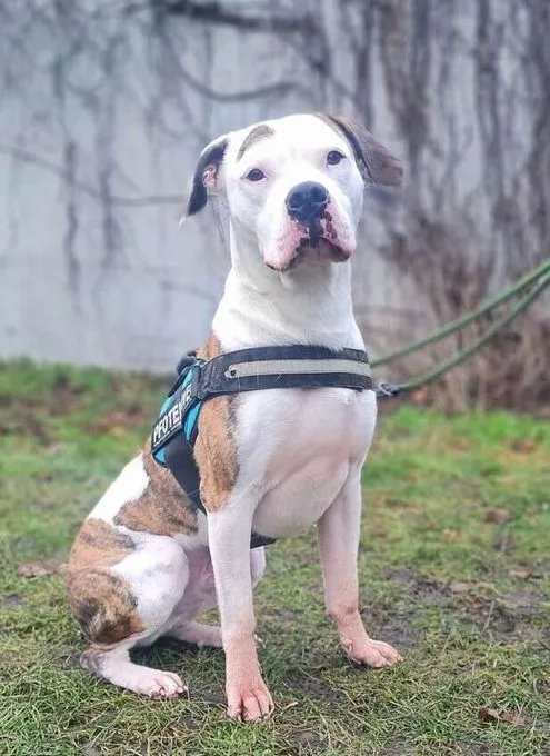 Hund aus Tierheim, Stone | Staffordshire Terrier Mix Männlich