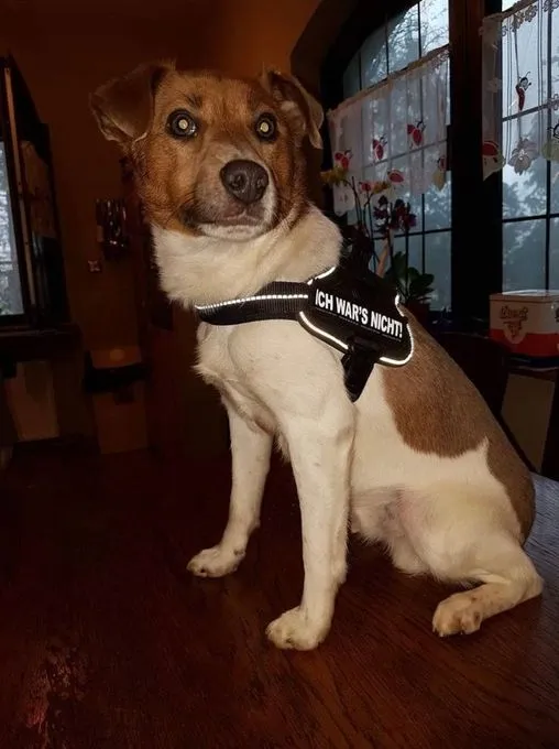 Dog from shelter, Balou | Terrier Mix Male