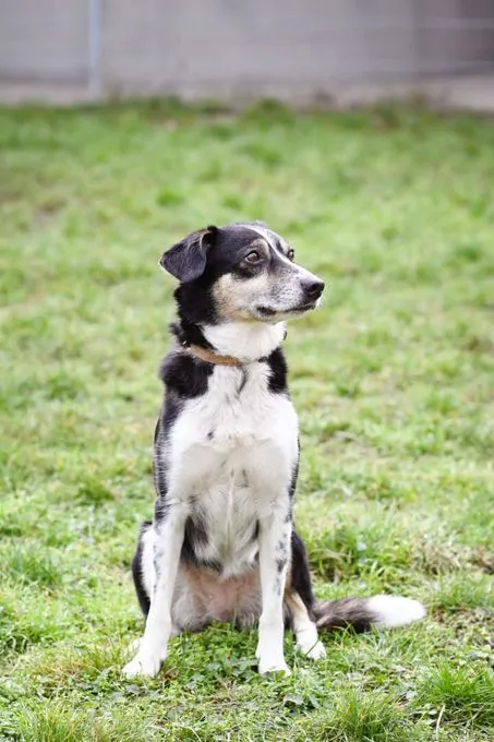 Dog from shelter, Filly | Collie Mix Female