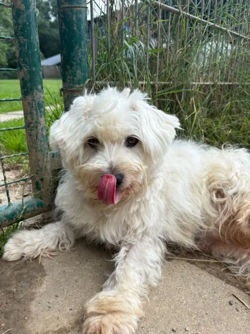Hund aus Tierheim, Mario | Weiß Mischling Männlich
