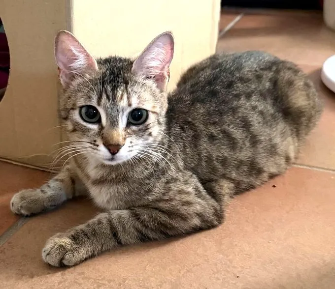 Coco - ekh zur Adoption